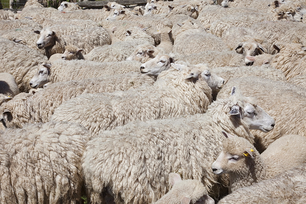 Sheep, Romney Marsh, Kent, England, United Kingdom, Europe