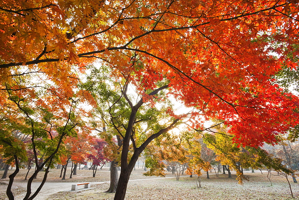 Autumn foliage, Gyerim Forest, Gyeongju, South Korea, Asia