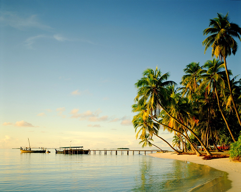 Palm trees and tropical beach, Maldives, Indian Ocean, Asia