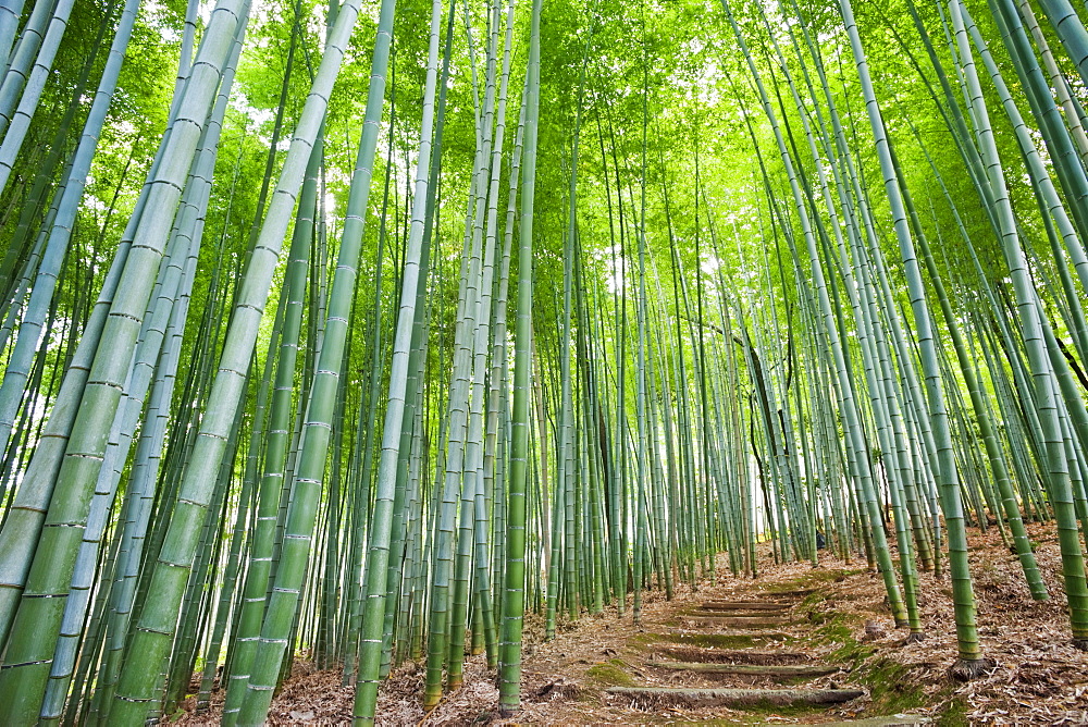 Bamboo forest, Adashino Nembutsu-ji Temple, Arashiyama, Kyoto, Japan, Asia