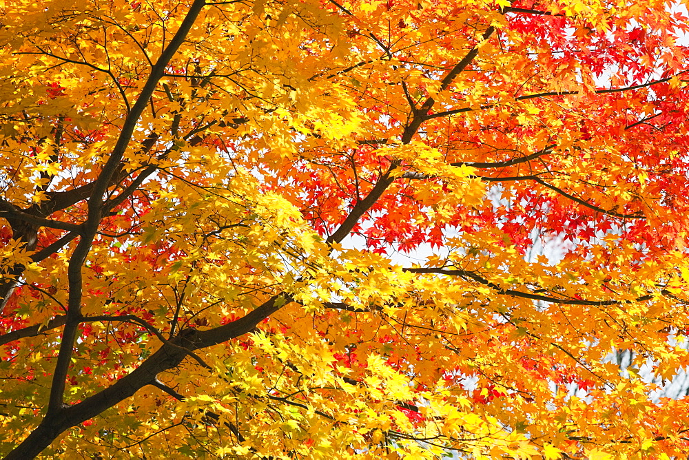 Autumn leaves, Adashino Nembutsu-ji Temple, Arashiyama, Kyoto, Japan, Asia