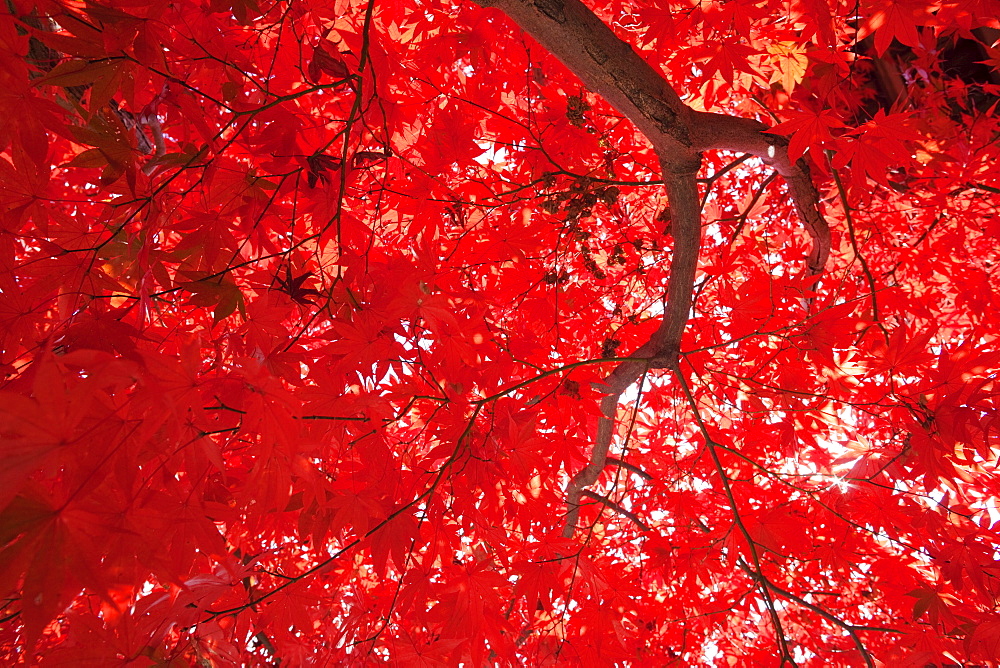 Autumn leaves, Adashino Nembutsu-ji Temple, Arashiyama, Kyoto, Japan, Asia