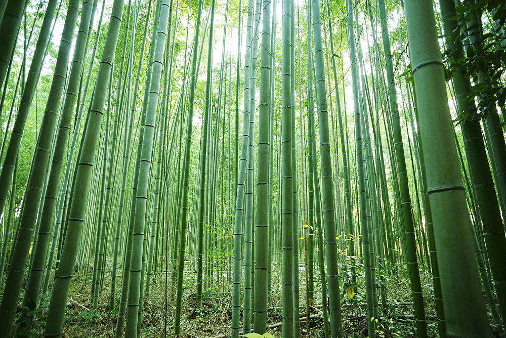 Bamboo forest, Arashiyama, Kyoto, Japan, Asia