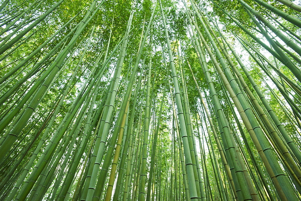 Bamboo forest, Arashiyama, Kyoto, Japan, Asia