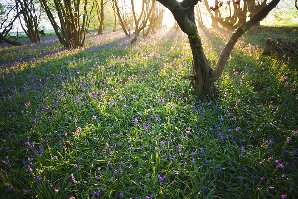 Bluebells in woodland, Kent, England, United Kingdom, Europe