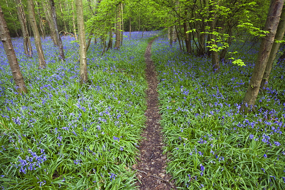 Footpath in bluebell wood, Kent, England, United Kingdom, Europe