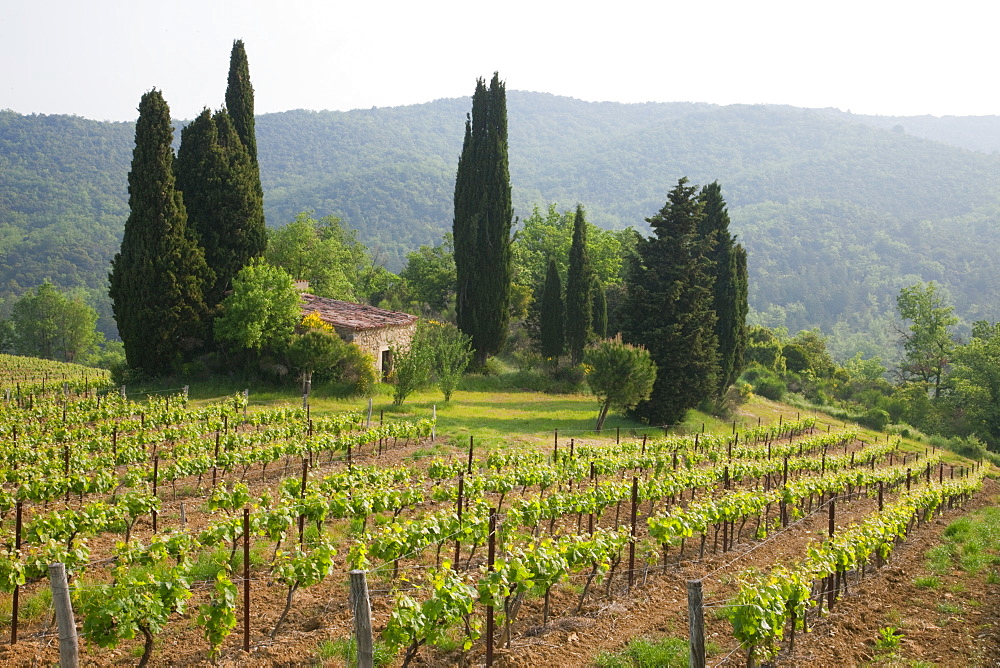 Vineyards, Saint Hilaire, Aude, Languedoc-Roussillon, France, Europe