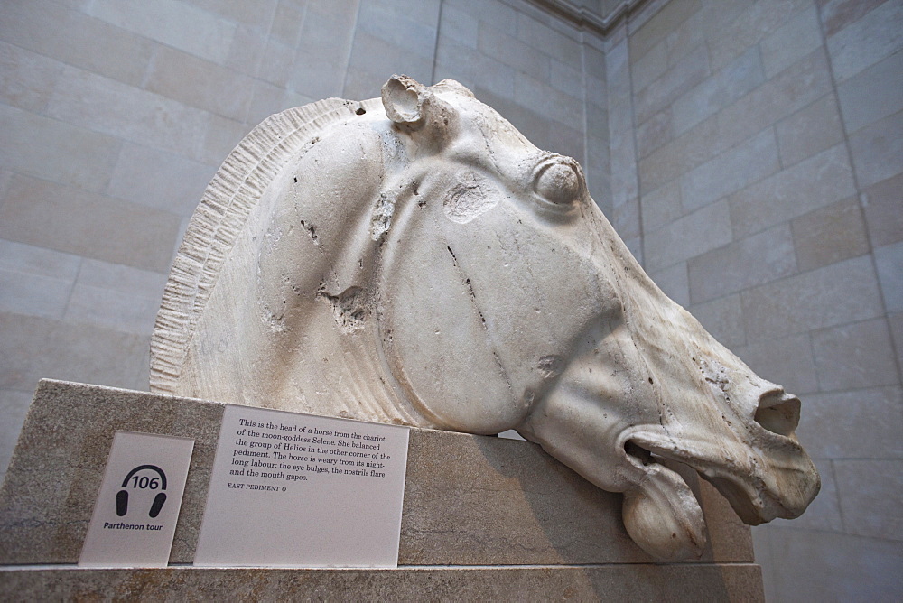 Elgin Marbles from the Parthenon in Athens showing head of the Horse of Selene dating from the 4th century BC, British Museum, Bloomsbury, London, England, United Kingdom, Europe