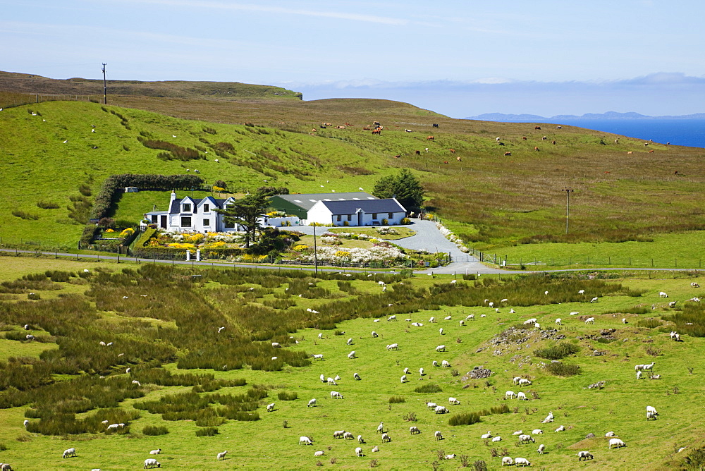 Farmhouse surrounded with sheep and cattle, Isle of Skye, Inner Hebrides, Scotland, United Kingdom, Europe