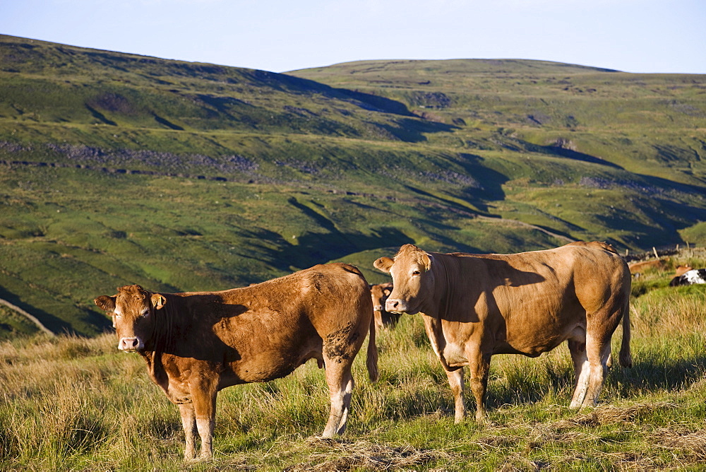 Cows in field, Swaledale, Yorkshire Dales National Park, Yorkshire, England, United Kingdom, Europe