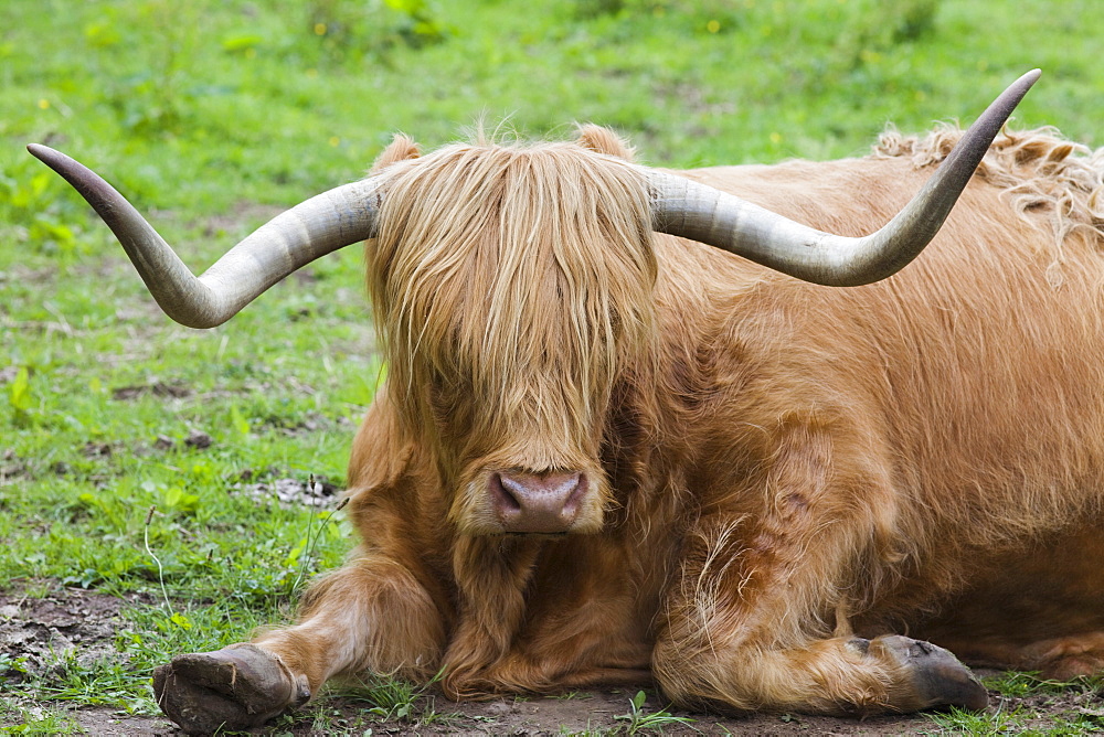 Highland cattle, Loch Ness, Highland Region, Scotland, United Kingdom, Europe