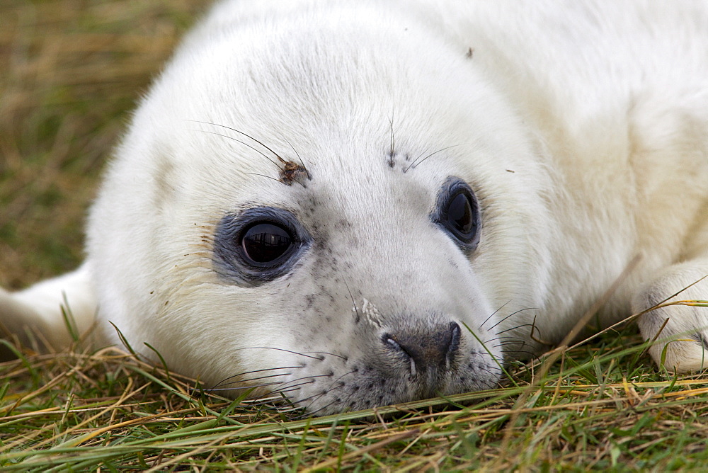 Grey seal (Halichoerus grypus) pup, Donna Nook, Lincolnshire, England, United Kingdom, Europe