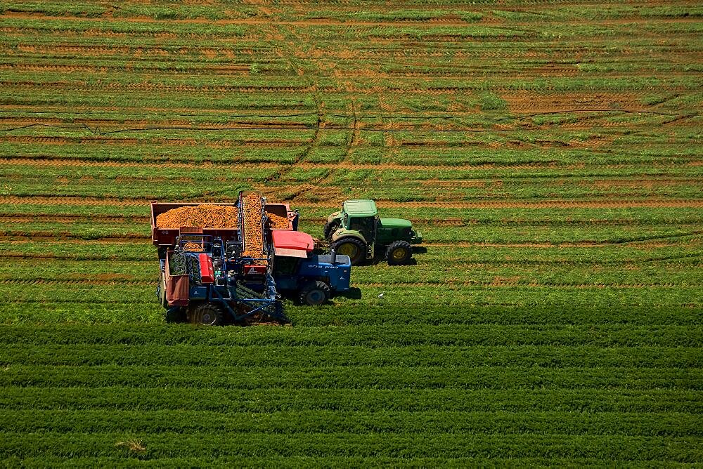 crop harvesting in the Negev desert