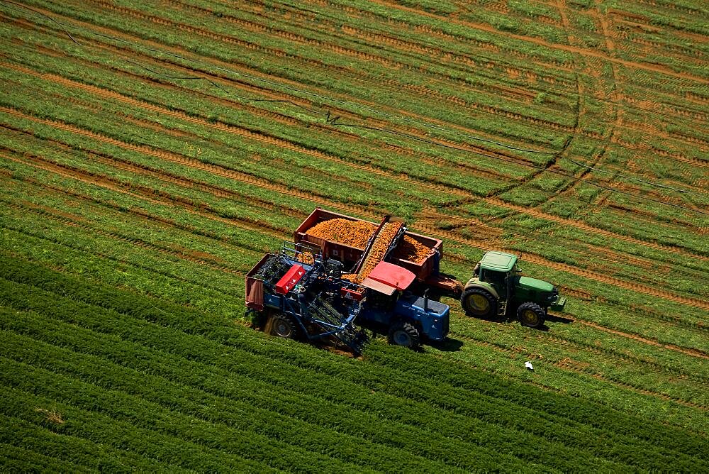 crop harvesting in the Negev desert