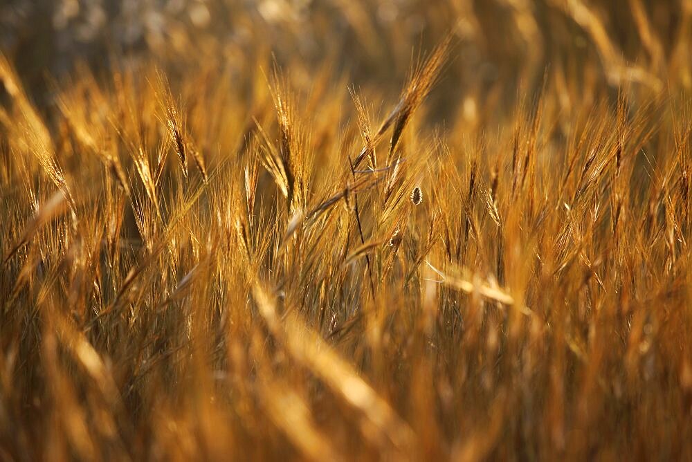 Photograph of wheat fields in Israel, Israel