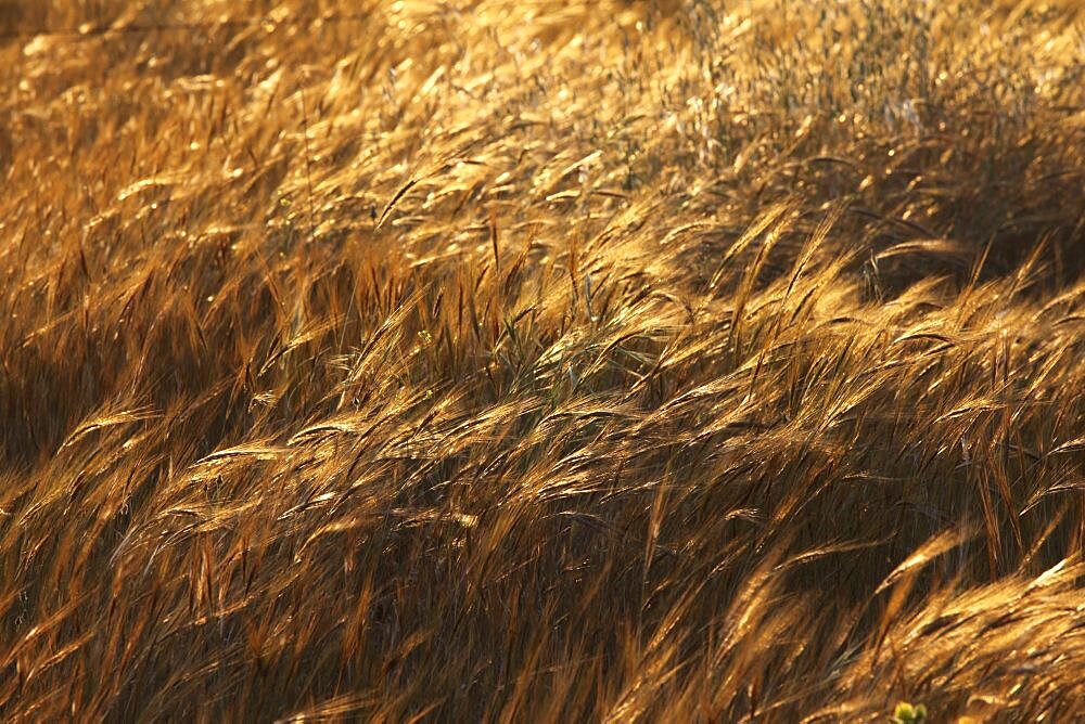 Photograph of wheat fields in Israel, Israel