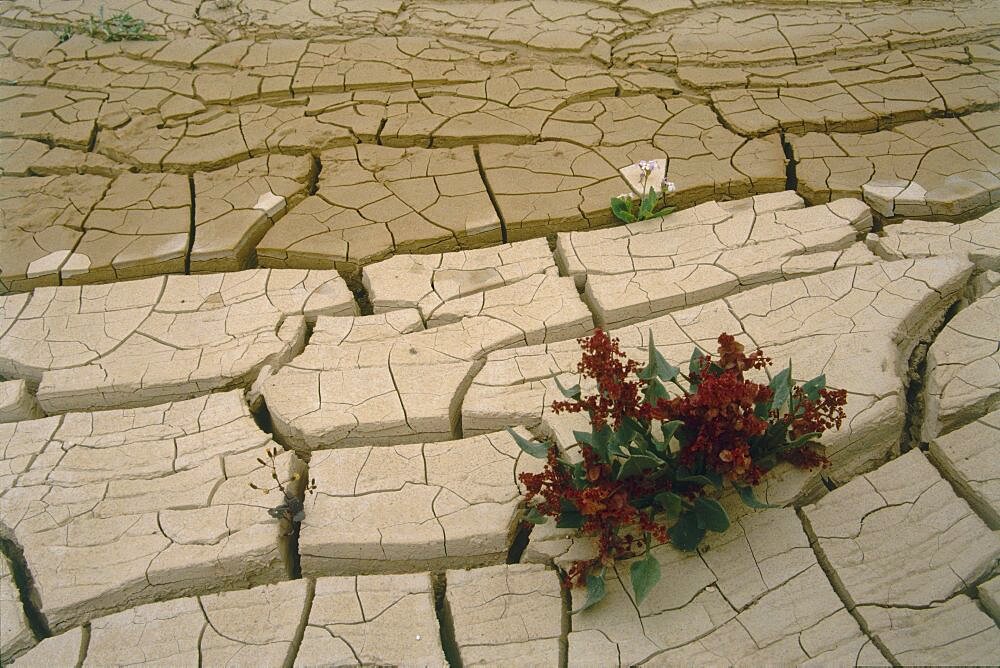 cracked soil of the Arava, Israel