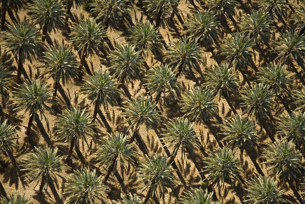 Aerial photograph of a plam tree plantation in the Arava