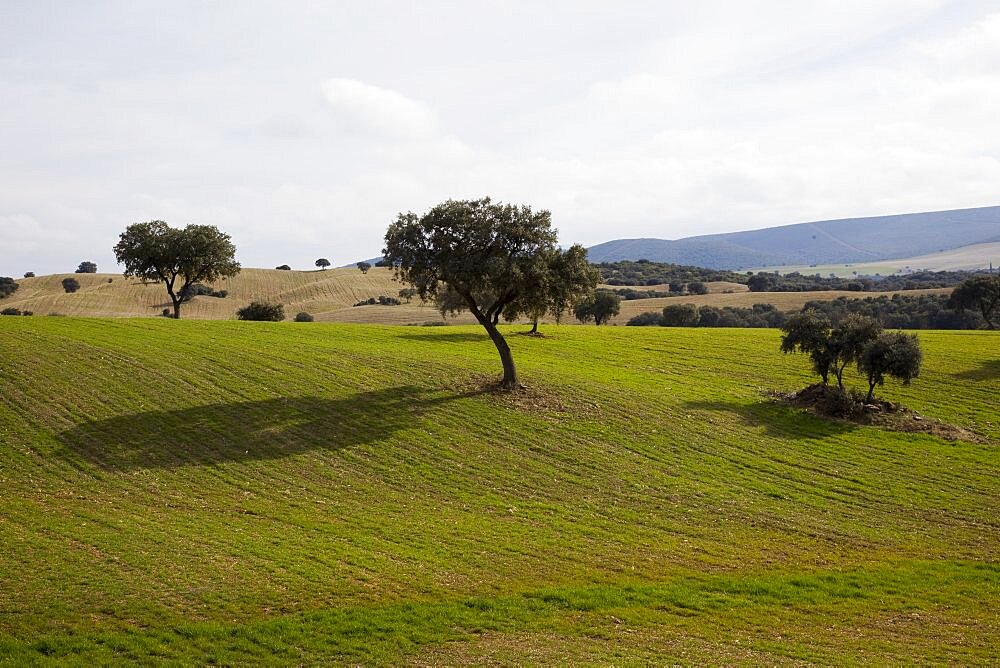 Groves of castilla la mancha in the province of toledo, Spain