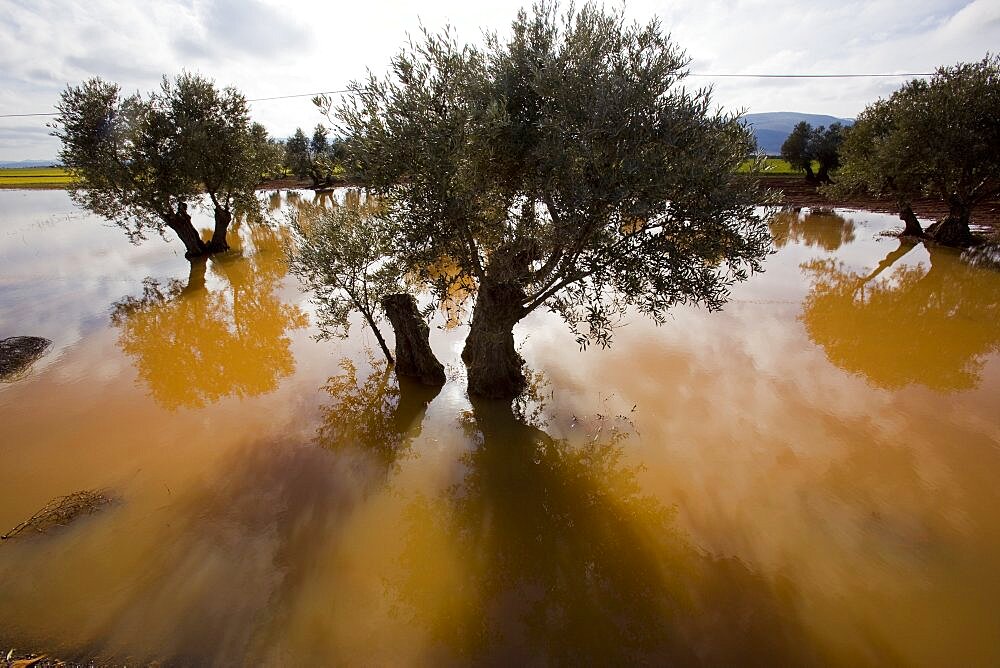 Groves of castilla la mancha in the province of toledo, Spain