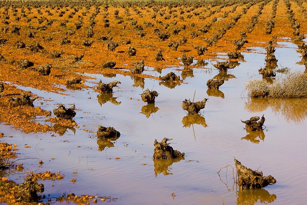 Groves of castilla la mancha in the province of toledo, Spain