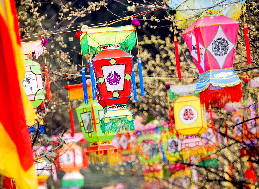 Multicolored handmade lanterns hang from trees in a park during the Chinese New Year Spring Festival, Chengdu, Sichuan, China, Asia