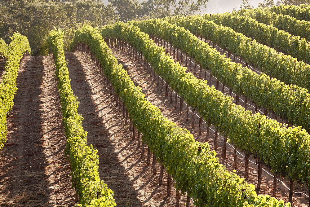 Rows of lush vineyards on a hillside, Napa Valley, California, United States of America, North America 