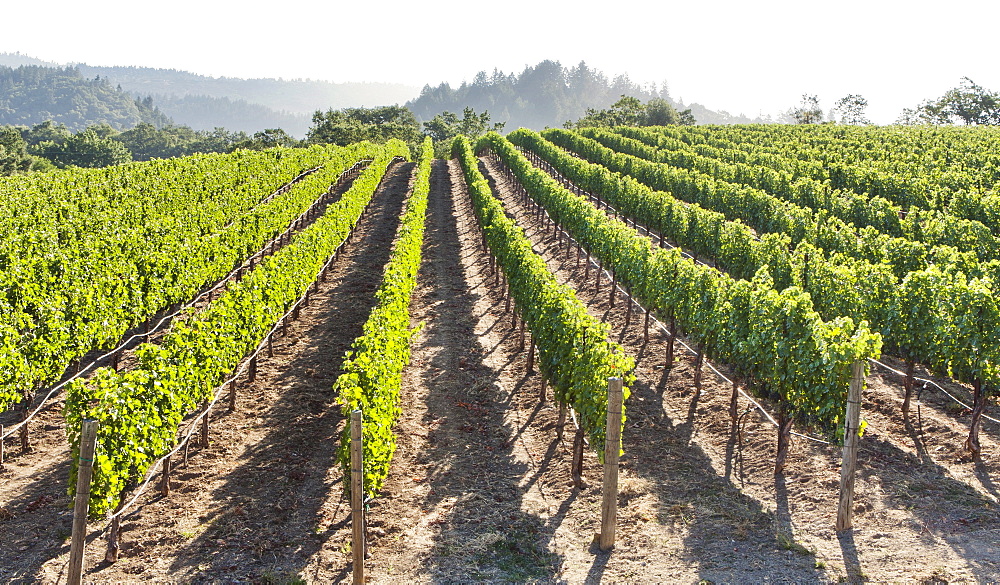 Rows of lush vineyards on a hillside, Napa Valley, California, United States of America, North America 