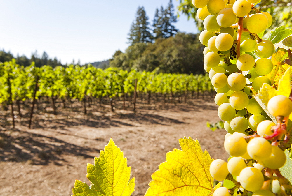 Close-up of grapes in a vineyard, Napa Valley, California, United States of America, North America 