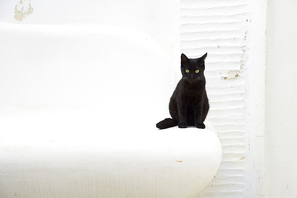 Cat, Pyrgos village, Tinos, Cyclades, Greek Islands, Greece, Europe