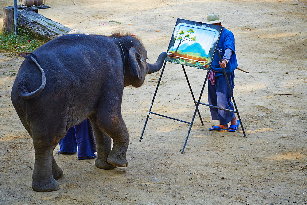 Elephant show for tourist, Mae Sa, Chiang Mai, Thailand, Southeast Asia, Asia