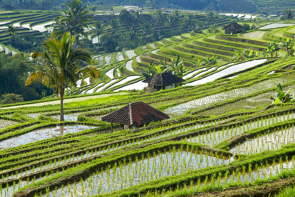 Rice terraces, Bali, Indonesia, Southeast Asia, Asia