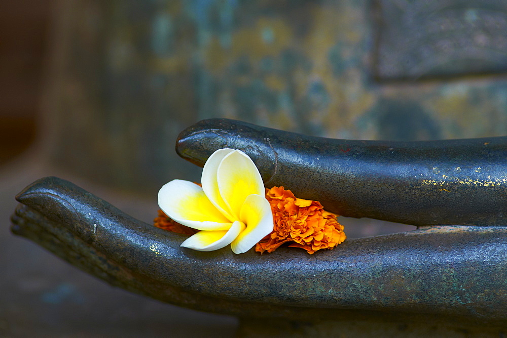 Frangipani flower on hand of Buddha statue, Haw Pha Kaeo, Vientiane, Laos, Indochina, Southeast Asia, Asia