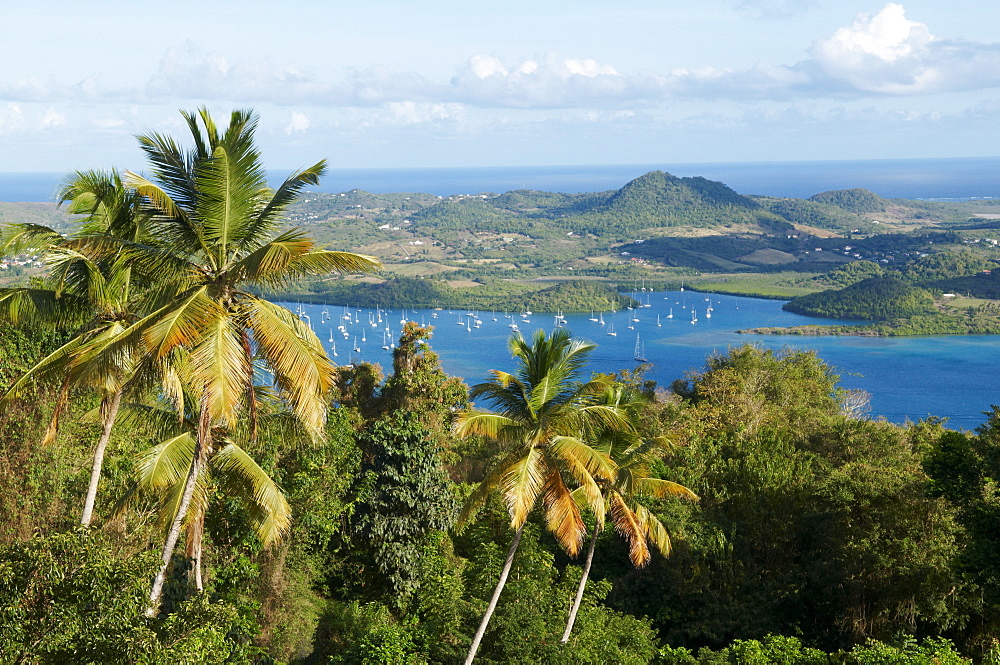 View over palm trees, Cul de Sac Du Marin, Martinique, French Overseas Department, Windward Islands, West Indies, Caribbean, Central America