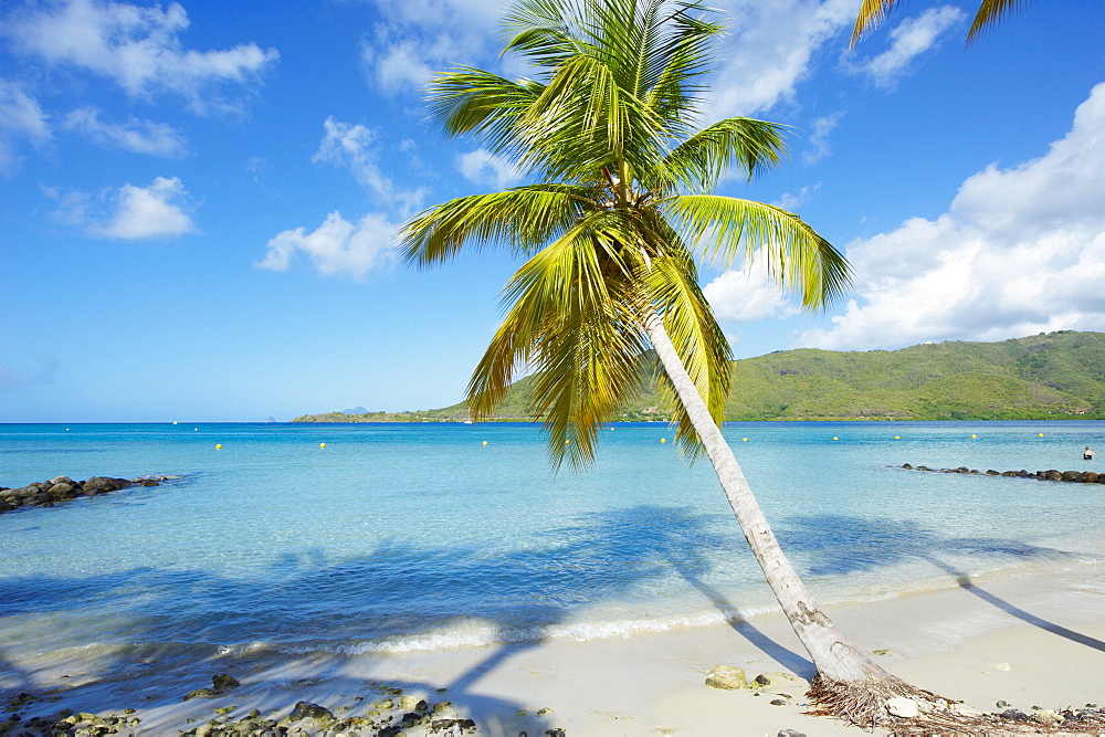 Beach and palm tree near the Club Mediterannee hotel , Le Marin, Martinique, French Overseas Deparrment, Windward Islands, West Indies, Caribbean, Central America