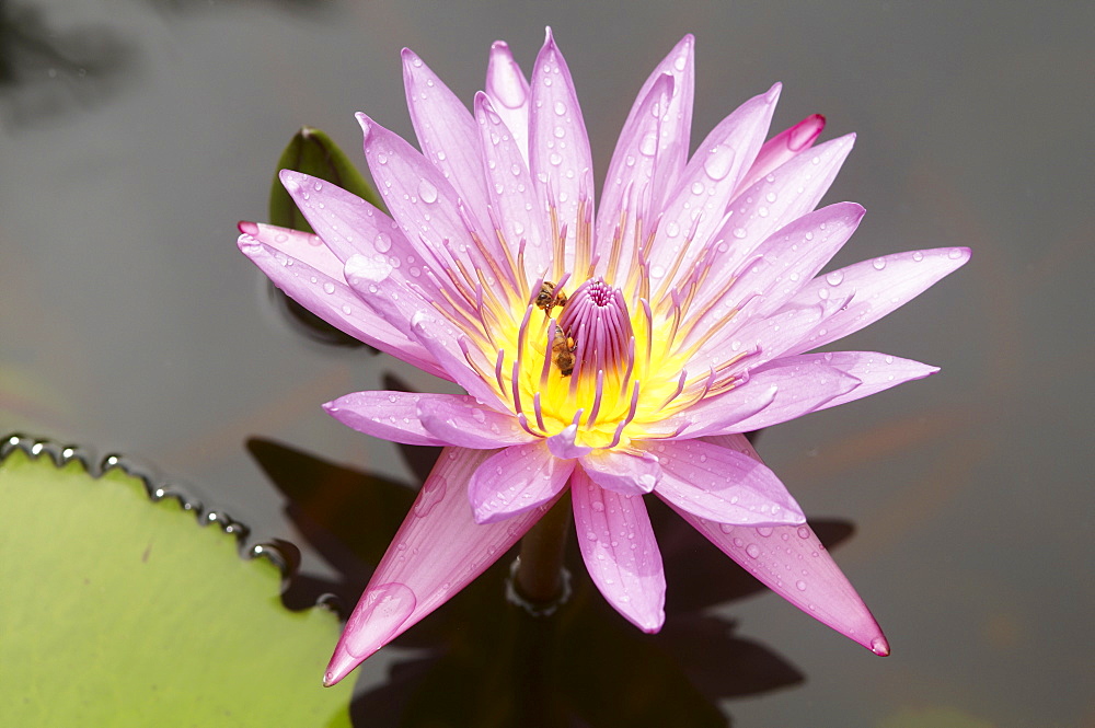 Lotus flower, Balata Garden, Martinique, French Overseas Department, Windward Islands, West Indies, Caribbean, Central America