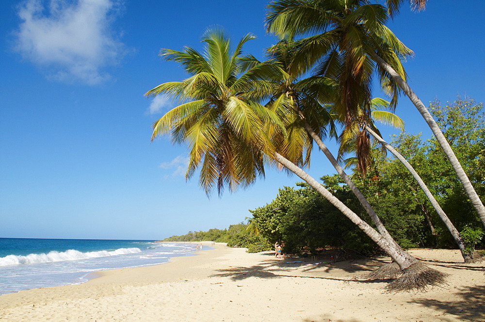 Silver sand and palm trees, Sainte Anne beach, Martinique, French Overseas Department, Windward Islands, West Indies, Caribbean, Central America