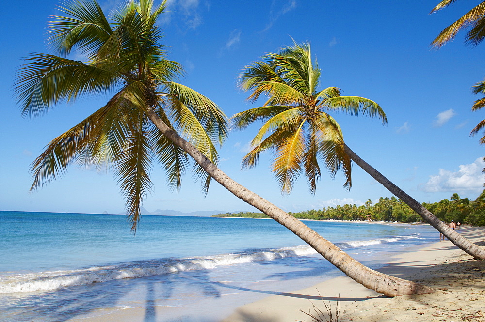 Silver sand and palm trees, Sainte Anne beach, Martinique, French Overseas Department, Windward Islands, West Indies, Caribbean, Central America