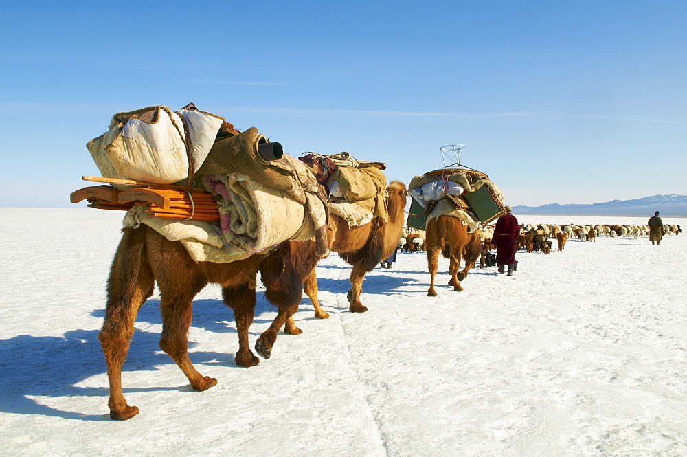 Nomadic transhumance with Bactrian camels in snow covered winter landscape, Province of Khovd, Mongolia, Central Asia, Asia