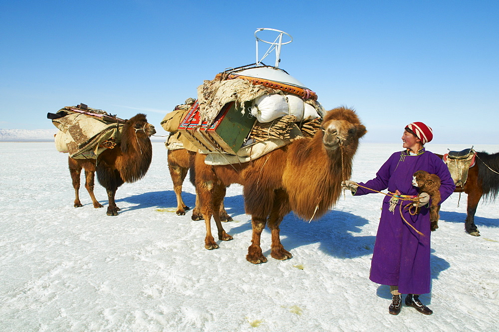 Nomadic transhumance with bactrian camels in snow covered winter landscape, Province of Khovd, Mongolia, Central Asia, Asia