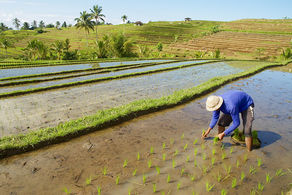 Rice fields, Bali, Indonesia, Southeast Asia, Asia