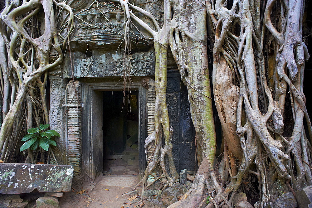 Tree roots around entrance to Ta Prohm temple built in 1186 by King Jayavarman VII, Angkor, UNESCO World Heritage Site, Siem Reap, Cambodia, Indochina, Southeast Asia, Asia