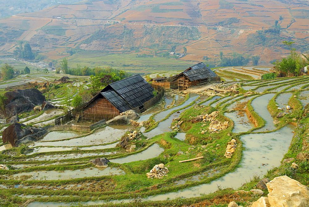 Terraced rice fields, Sapa area, North Vietnam, Vietnam, Indochina, Southeast Asia, Asia