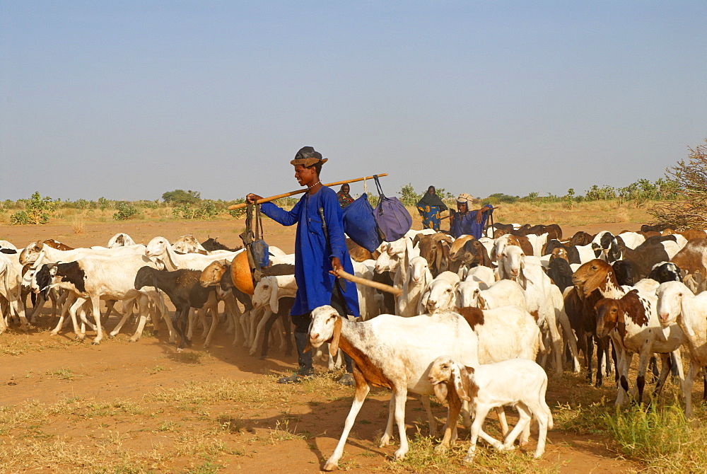 Wodaabe (Bororo) man, a Fulani nomad with herd of goats, Niger, West Africa, Africa