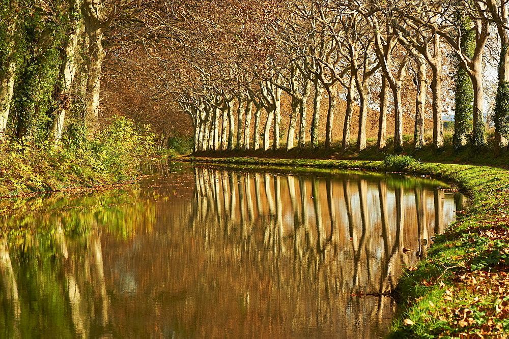 Yellow and red leaves in autumn along the Canal du Midi, UNESCO World Heritage Site, Aude, Languedoc-Roussillon, France, Europe