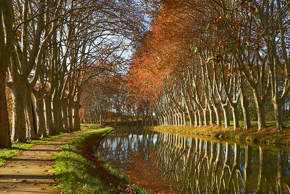 Yellow and red leaves in autumn along the Canal du Midi, UNESCO World Heritage Site, Aude, Languedoc-Roussillon, France, Europe