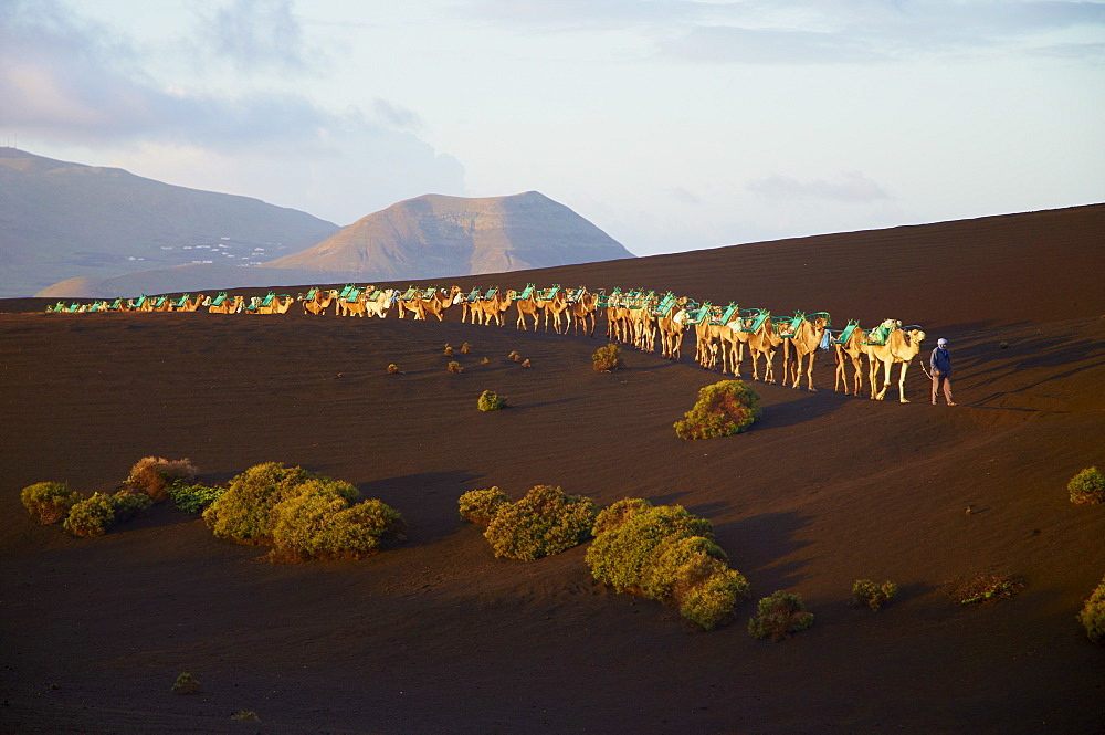 Excursion by camel to visit volcano, National Park of Timanfaya, Lanzarote, Canary Islands, Spain, Europe