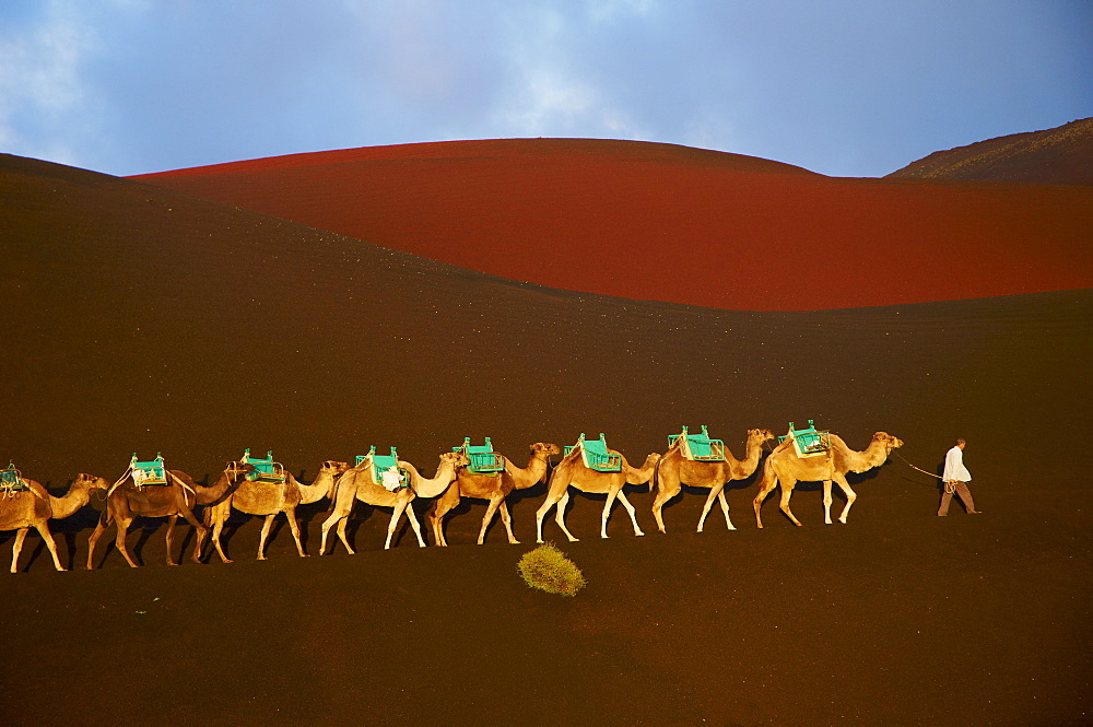 Excursion by camel to visit volcano, National Park of Timanfaya, Lanzarote, Canary Islands, Spain, Europe