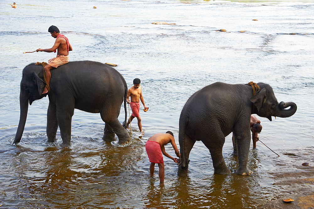 Elephant training centre at Kodanad, Kerala, India, Asia