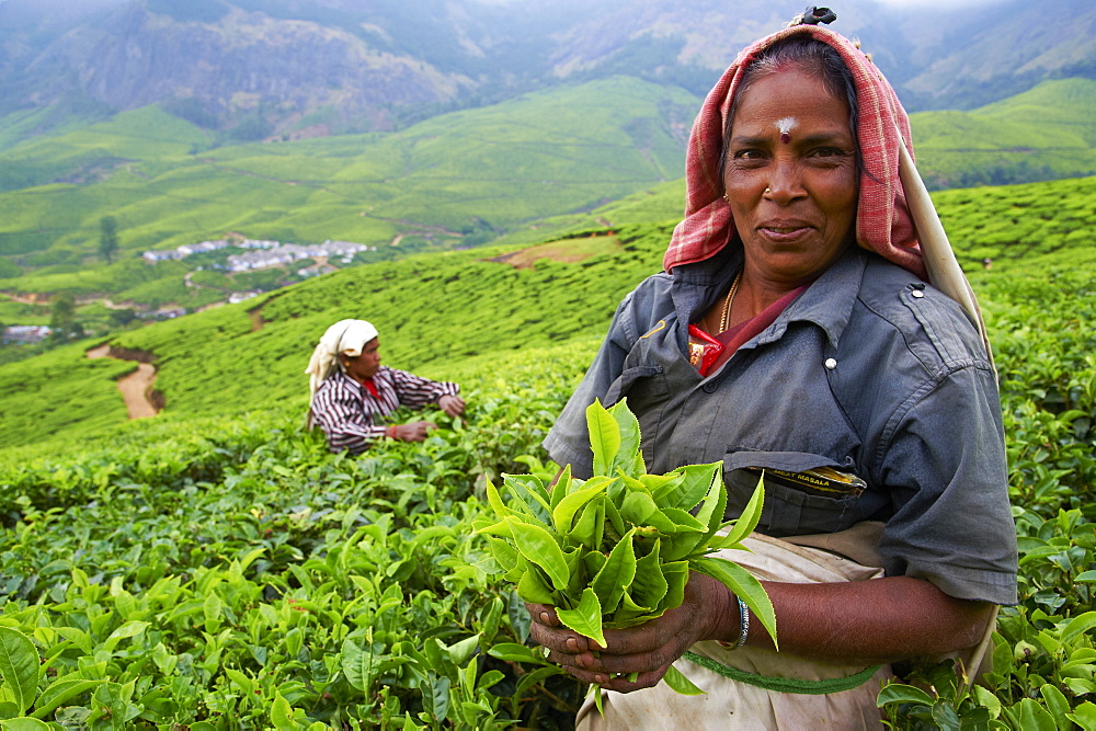 Tamil worker on a tea plantation, Munnar, Kerala, India, Asia